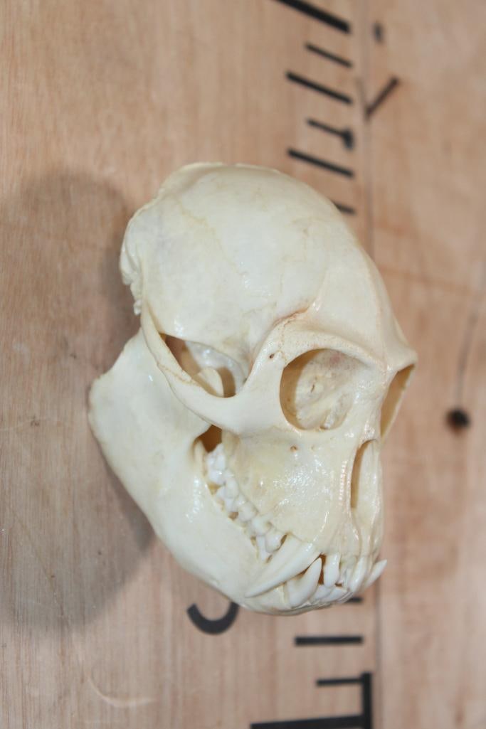 BIG HORN Sheep Ram Skull on a Wooden Plaque - 9