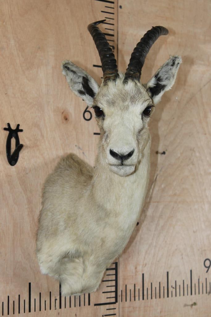 GOITERED GAZELLE Shoulder Mount: GOITERED GAZELLE Shoulder Mount. The Left Horn measures 12 5/8" Long and the Right Horn measures 12 1/8" Long. It is in Good Condition. The Goitered Gazelle or black-tailed gazelle is a gazelle