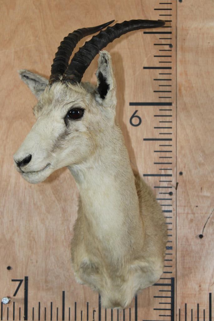 GOITERED GAZELLE Shoulder Mount - 2