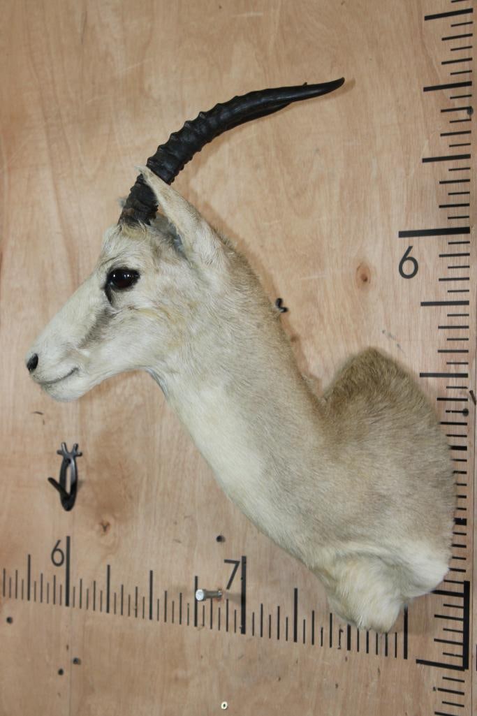 GOITERED GAZELLE Shoulder Mount - 3