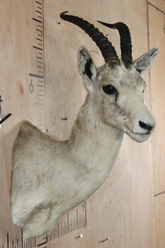 GOITERED GAZELLE Shoulder Mount - 4