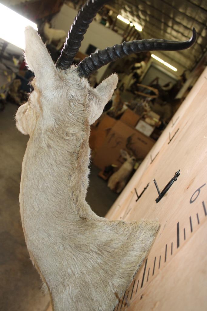 GOITERED GAZELLE Shoulder Mount - 5