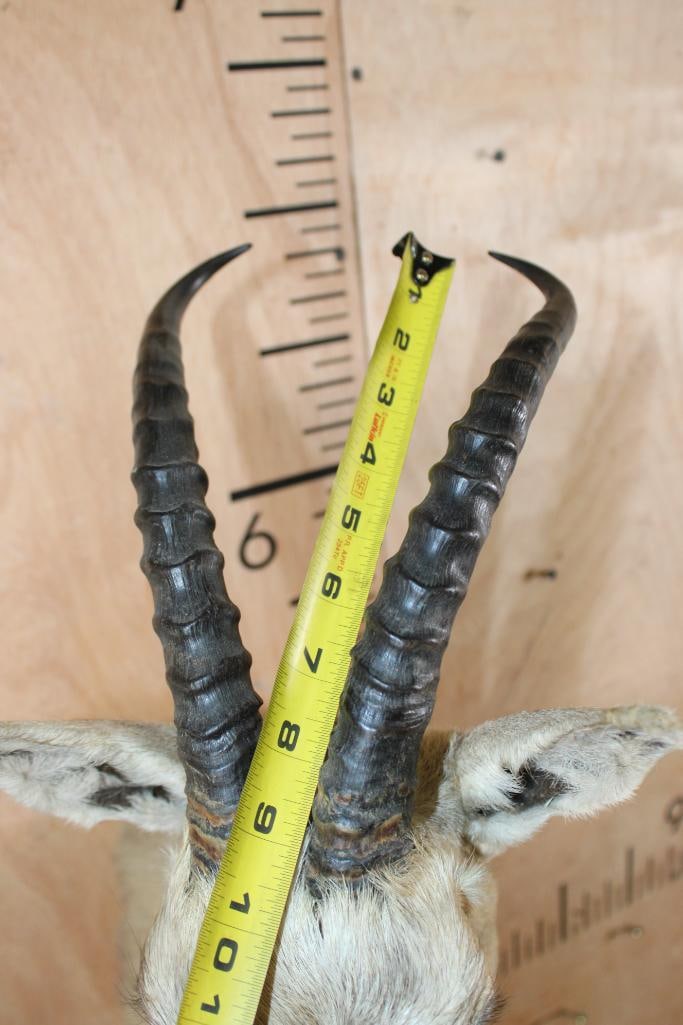 GOITERED GAZELLE Shoulder Mount - 6