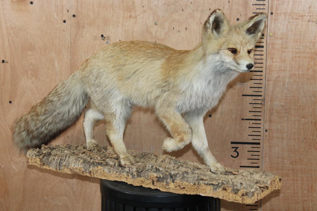 Life-sized RED FOX on a Tree Bark Base: Life-sized RED FOX on a Tree Bark Base. It measures 33" Long x 8" Wide x 18" Tall. This is an older mount in Good Condition. TAXIDERMY 