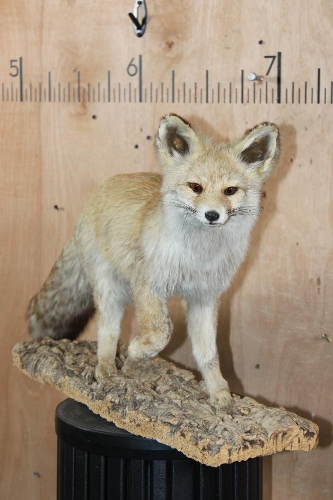 Life-sized RED FOX on a Tree Bark Base - 2