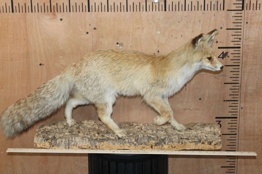 Life-sized RED FOX on a Tree Bark Base - 3
