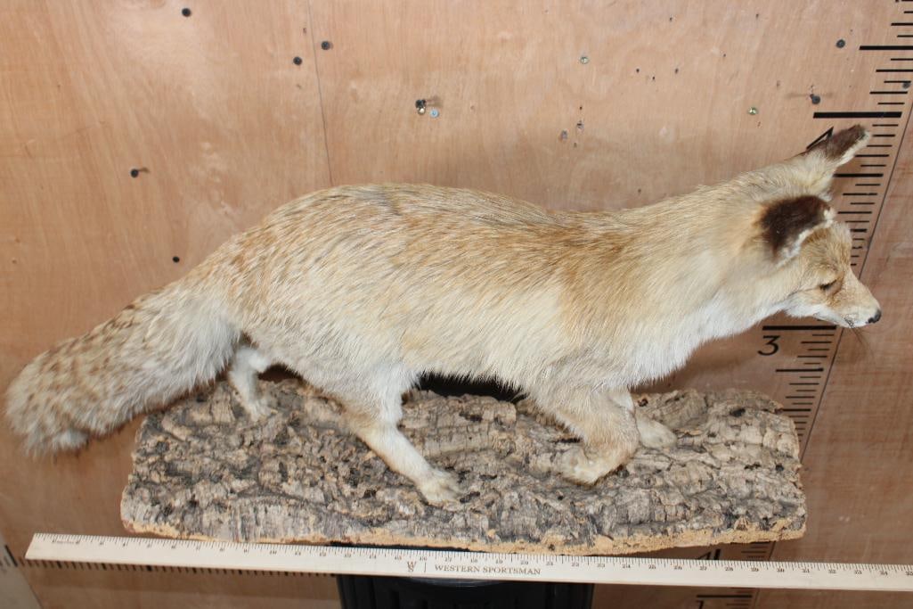 Life-sized RED FOX on a Tree Bark Base - 4