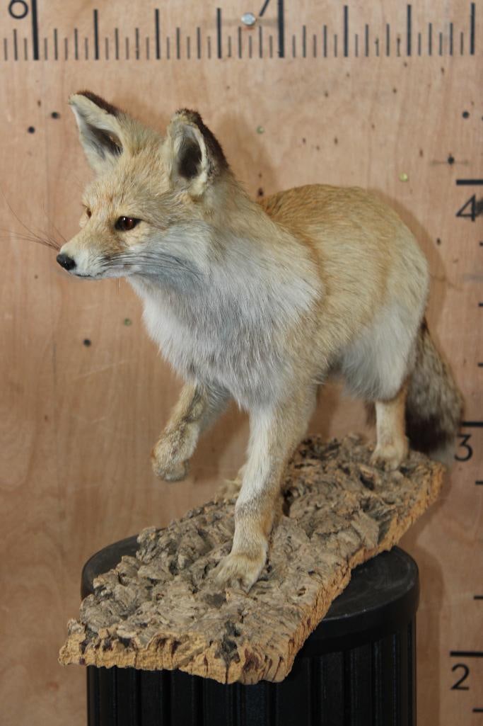 Life-sized RED FOX on a Tree Bark Base - 5