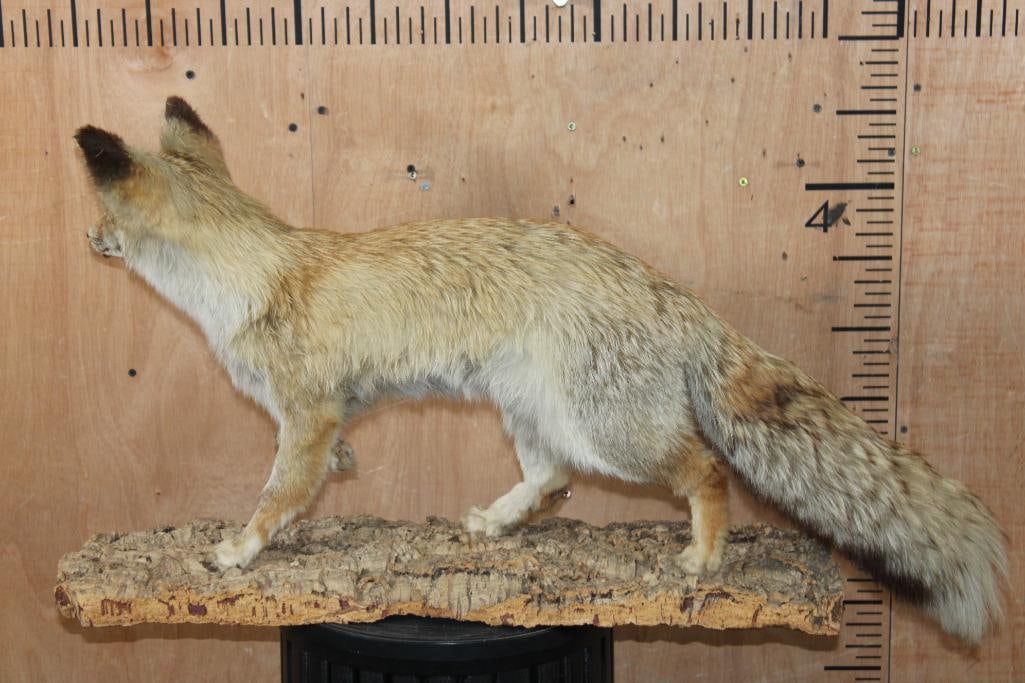 Life-sized RED FOX on a Tree Bark Base - 6