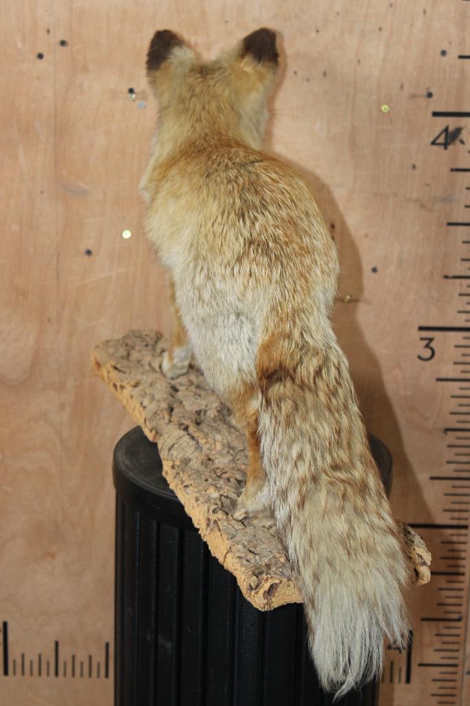 Life-sized RED FOX on a Tree Bark Base - 7