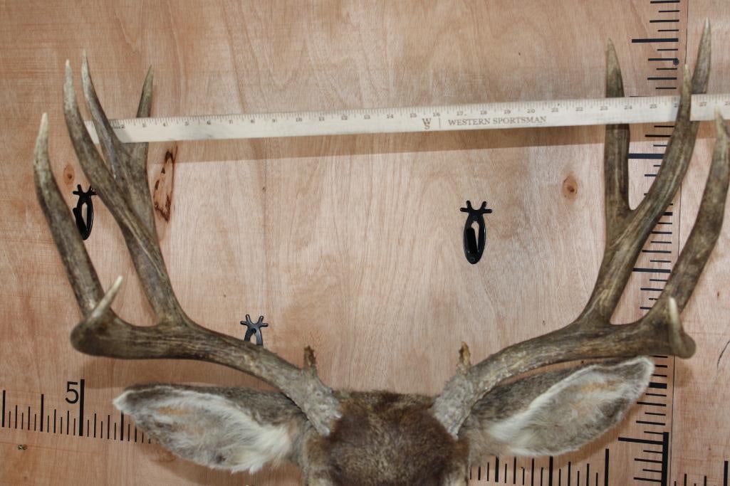 12-Point MULE DEER Shoulder Mount - 10