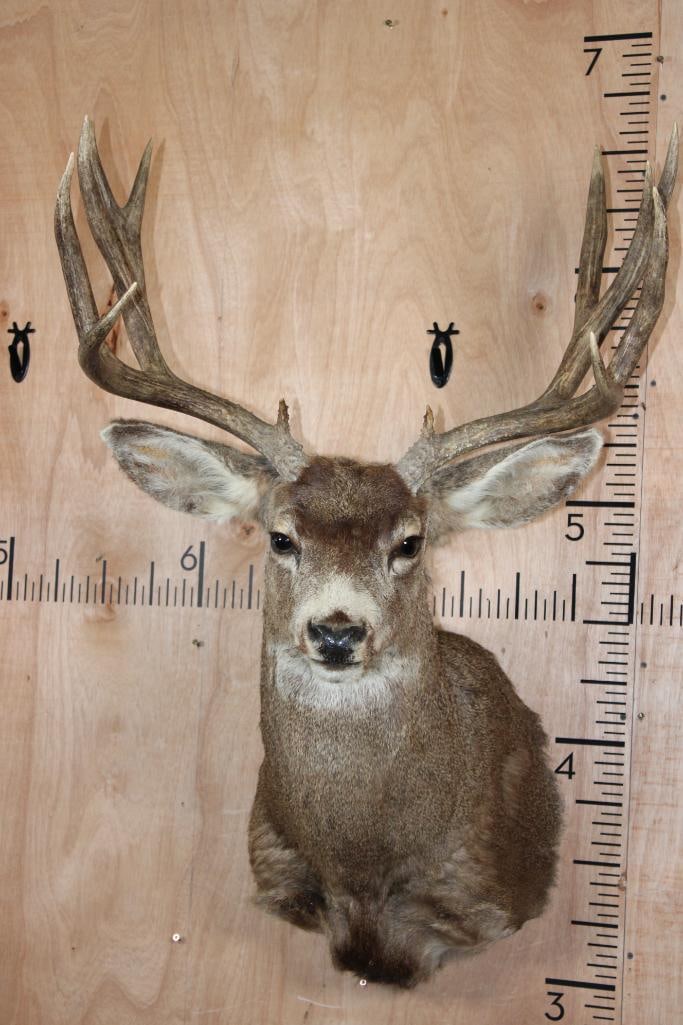 12-Point MULE DEER Shoulder Mount (1 of 10)