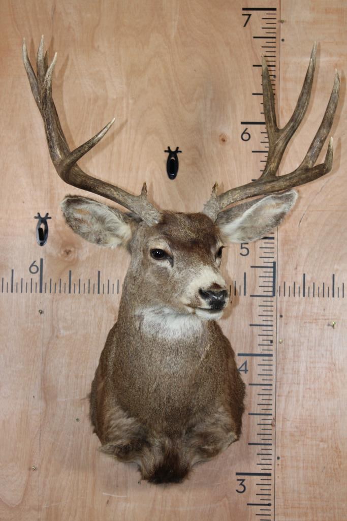 12-Point MULE DEER Shoulder Mount - 2