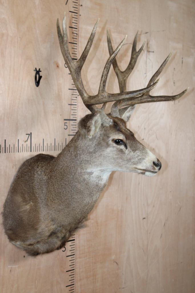 12-Point MULE DEER Shoulder Mount - 3