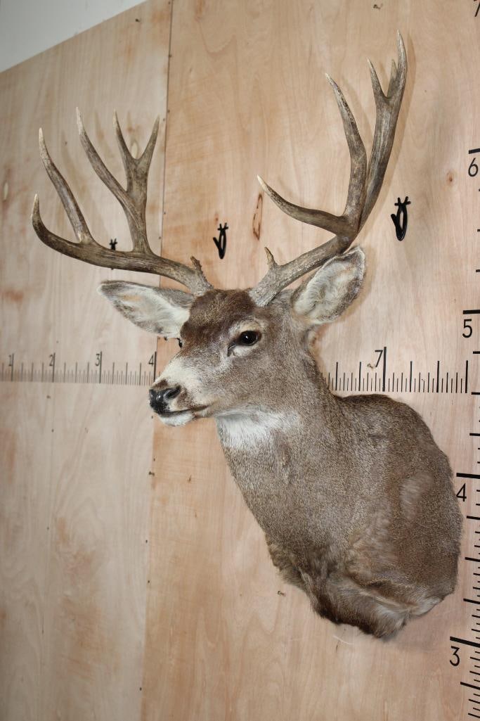 12-Point MULE DEER Shoulder Mount - 4