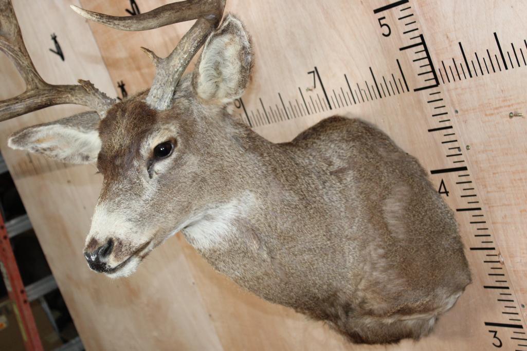 12-Point MULE DEER Shoulder Mount - 5