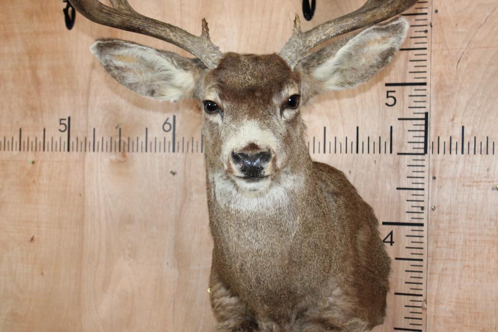 12-Point MULE DEER Shoulder Mount - 6