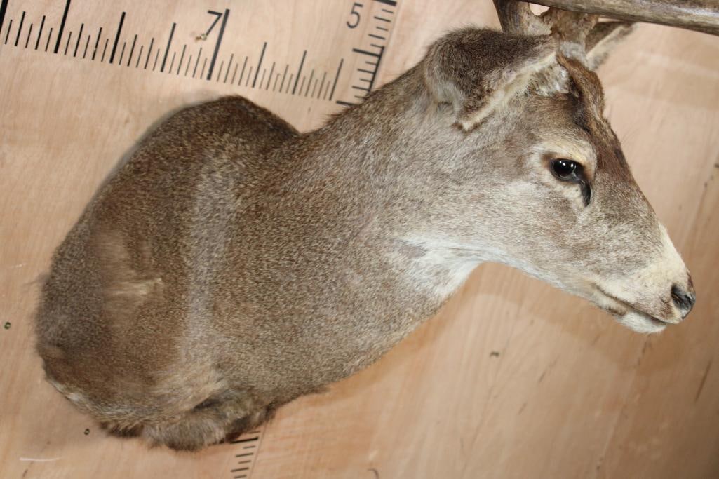 12-Point MULE DEER Shoulder Mount - 7