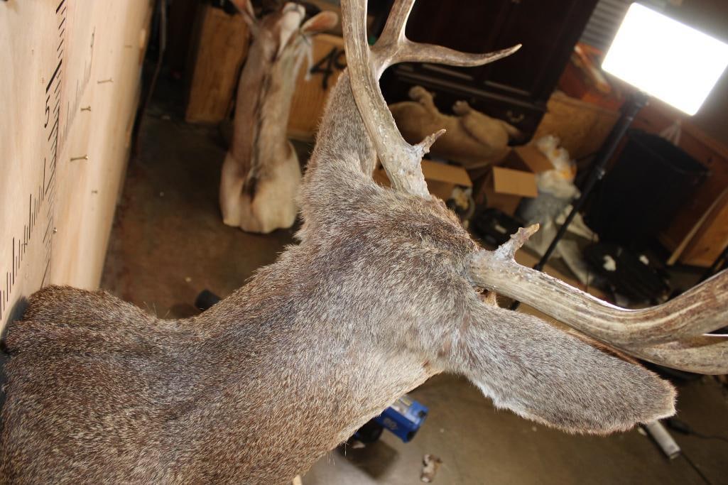12-Point MULE DEER Shoulder Mount - 8