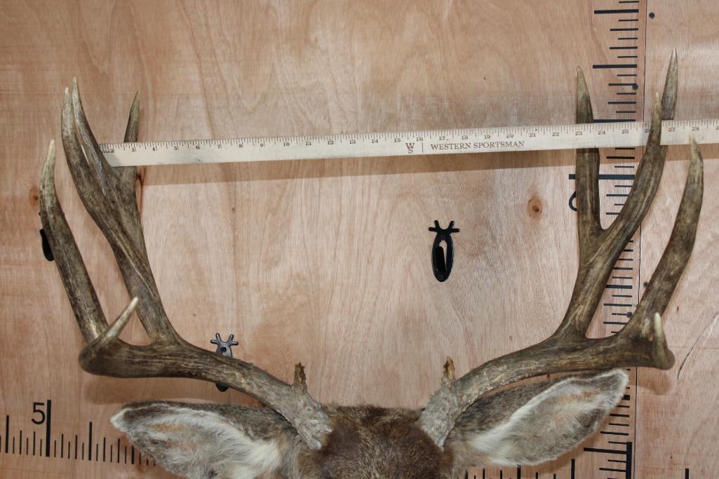 12-Point MULE DEER Shoulder Mount - 9