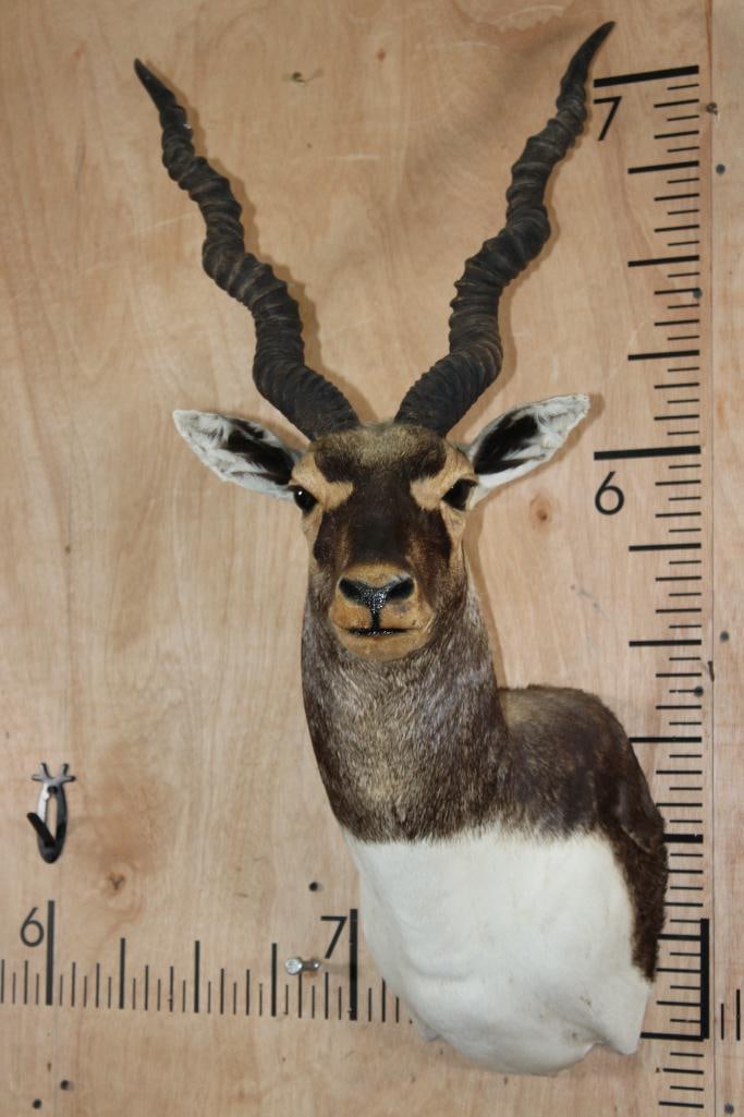 BLACKBUCK Shoulder Mount: Nice and Clean BLACKBUCK Shoulder Mount. The Left Horn and Right Horn both measure 25.25" around the Spiral Ridge. It is in Good Condition. TAXIDERMY 