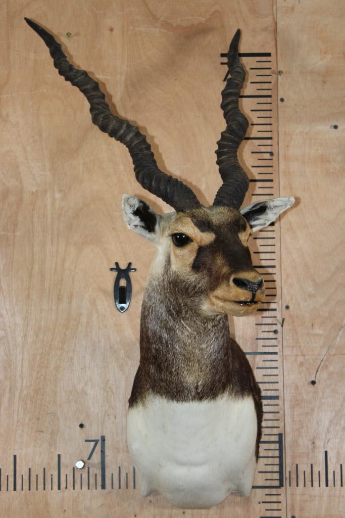 BLACKBUCK Shoulder Mount - 2