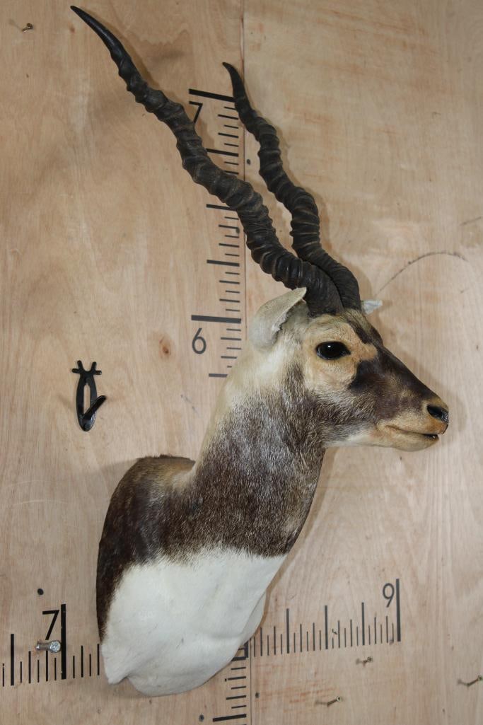 BLACKBUCK Shoulder Mount - 3