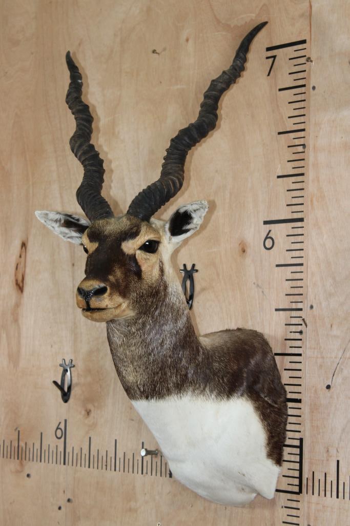 BLACKBUCK Shoulder Mount - 4