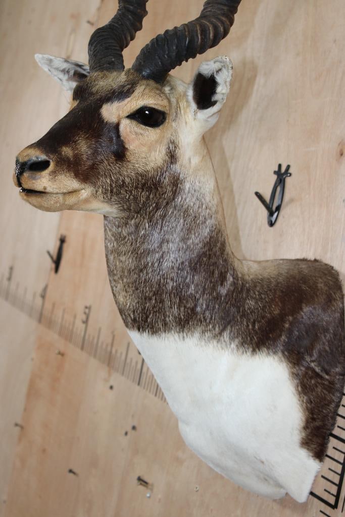 BLACKBUCK Shoulder Mount - 5