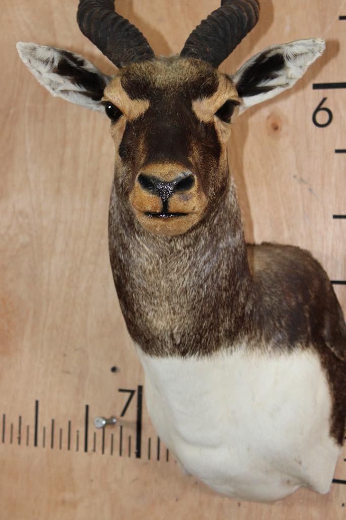 BLACKBUCK Shoulder Mount - 6