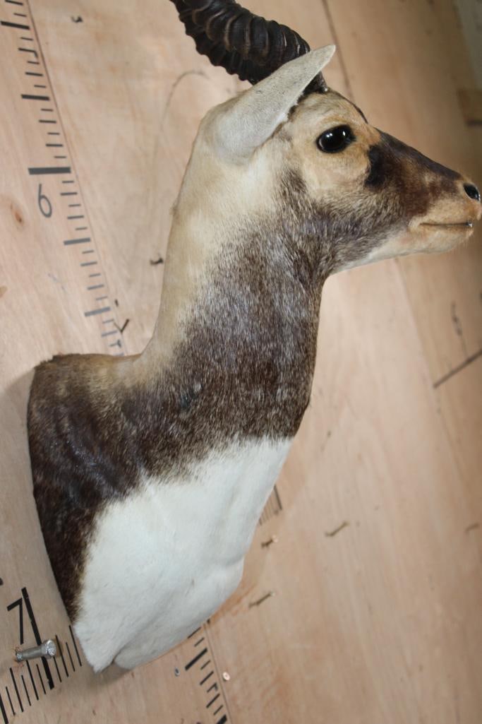 BLACKBUCK Shoulder Mount - 7