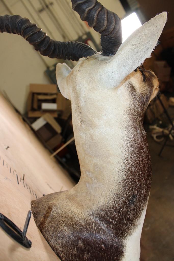 BLACKBUCK Shoulder Mount - 8