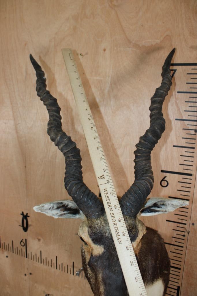 BLACKBUCK Shoulder Mount - 9