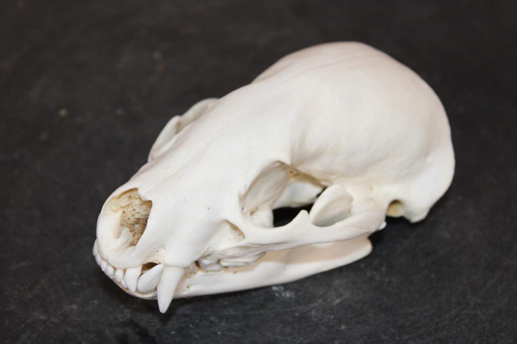 North American BADGER Skull with All its Teeth: Very Nice and Clean A-Grade North American BADGER Skull. It has All its Teeth, No Glue, and intact Nasal Turbinates. It measures 4 7/8" Long x 3" Wide. TAXIDERMY SKULLS 