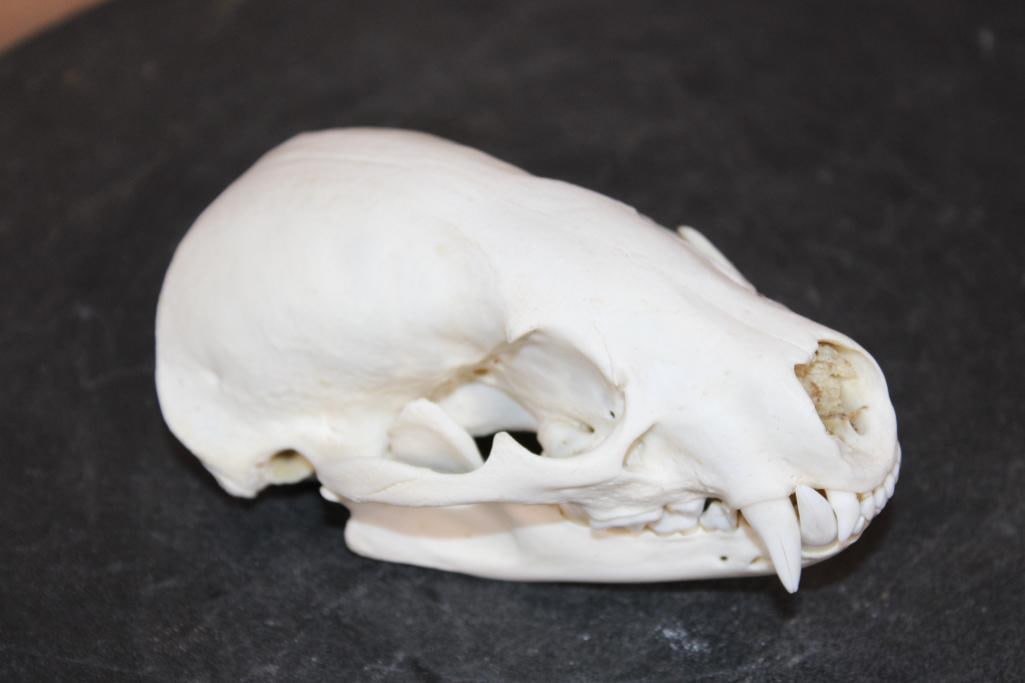 North American BADGER Skull with All its Teeth - 2