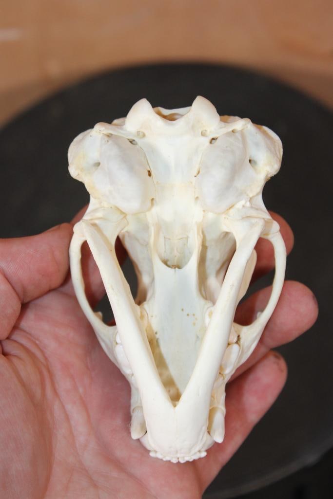 North American BADGER Skull with All its Teeth - 7