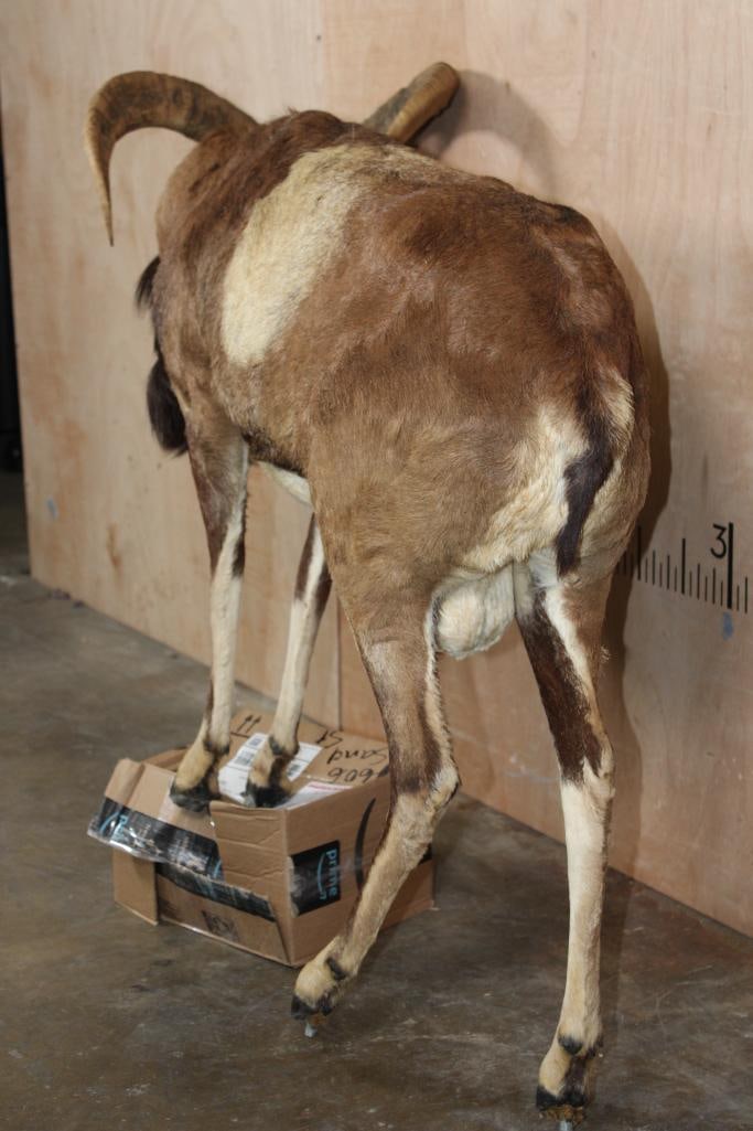 Life-sized MOUFLON on Bolts (NO BASE) - 10