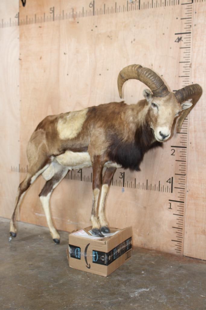 Life-sized MOUFLON on Bolts (NO BASE): Life-sized MOUFLON on Bolts (NO BASE) in Good Condition. It measures 45" Long x 16" Wide x 39" Tall. The front bolts were cut, it came out of a diorama. TAXIDERMY 