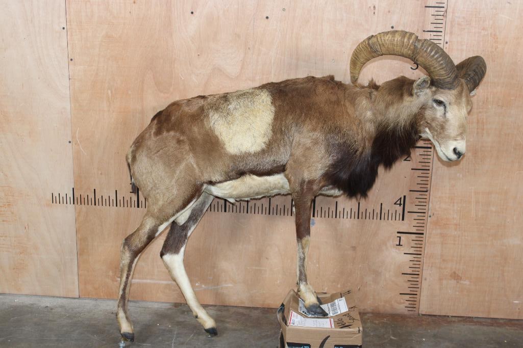 Life-sized MOUFLON on Bolts (NO BASE) - 2