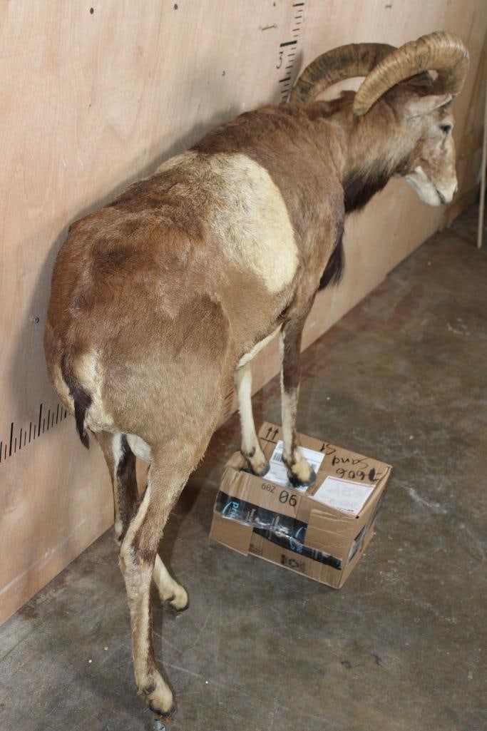 Life-sized MOUFLON on Bolts (NO BASE) - 7