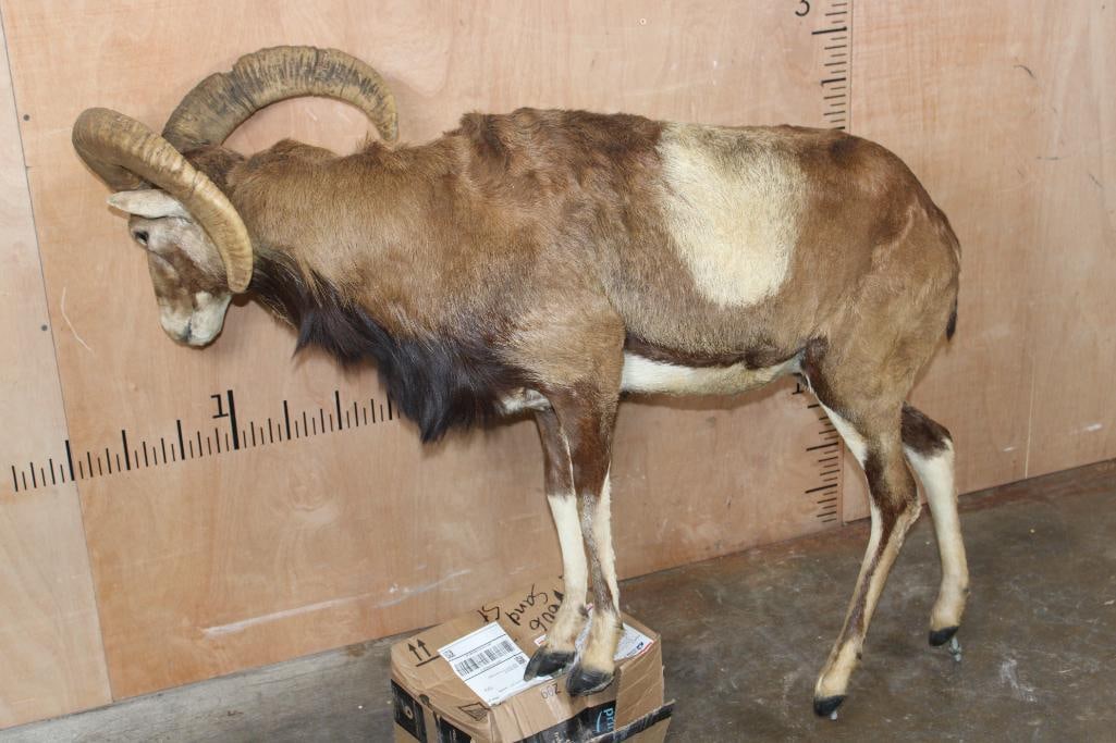 Life-sized MOUFLON on Bolts (NO BASE) - 8