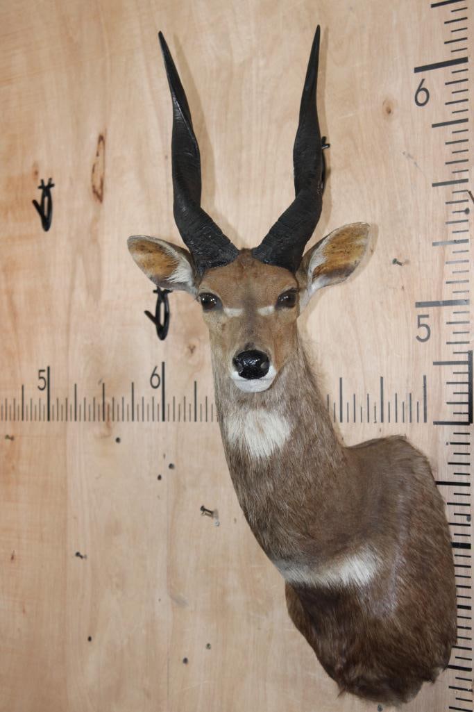 BUSHBUCK Shoulder Mount: Nice and Clean BUSHBUCK Shoulder Mount. The Left Horn measures 15.25" Long and the Right Horn measures 15" Long. It is in Good Condition. TAXIDERMY 