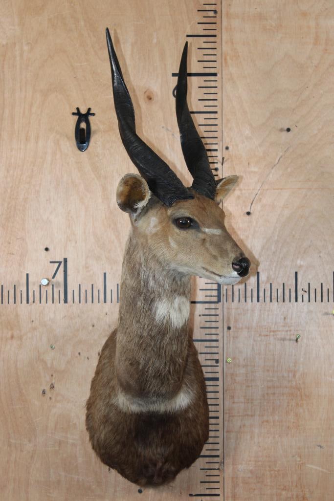 BUSHBUCK Shoulder Mount - 2