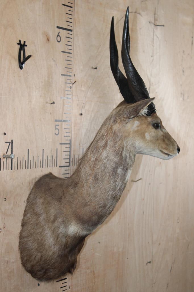 BUSHBUCK Shoulder Mount - 3