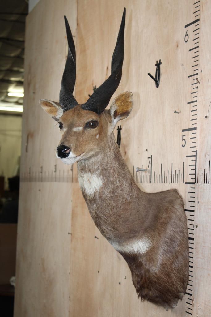 BUSHBUCK Shoulder Mount - 4