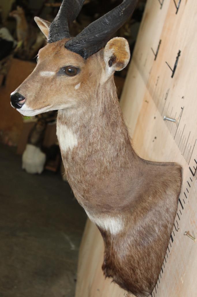 BUSHBUCK Shoulder Mount - 5