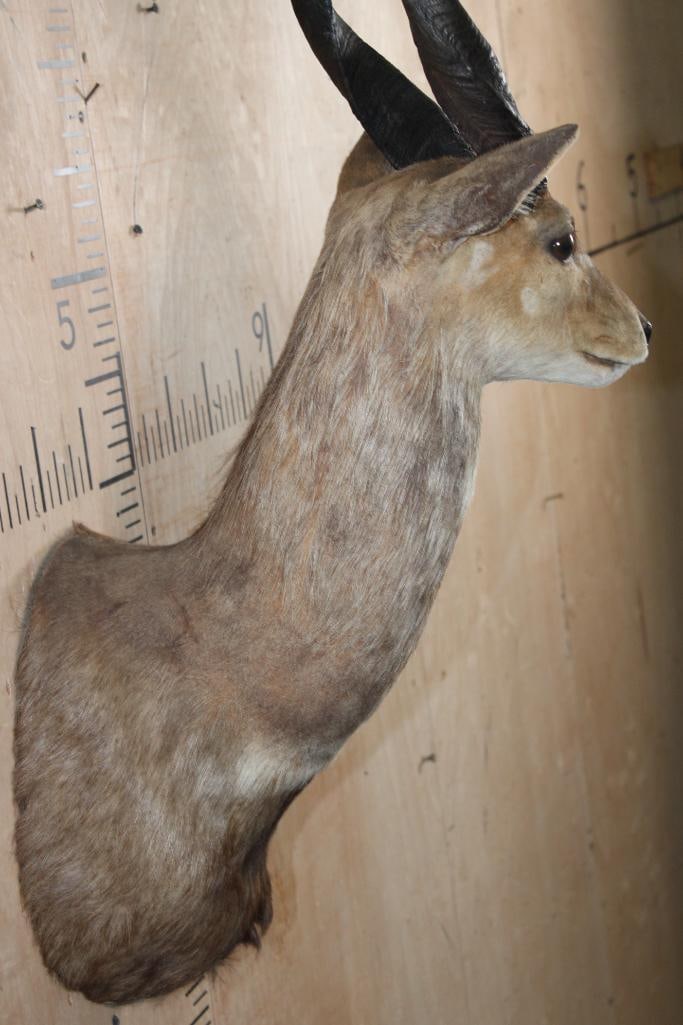 BUSHBUCK Shoulder Mount - 7