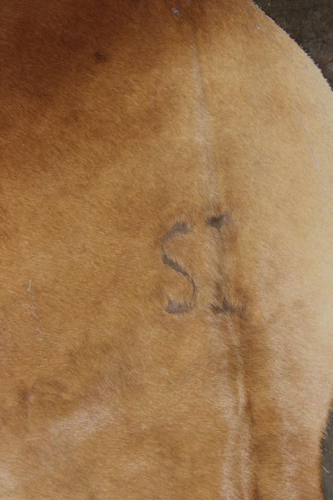 *Brand New* XL Natural Beige COWHIDE or COWHIDE RUG - 3
