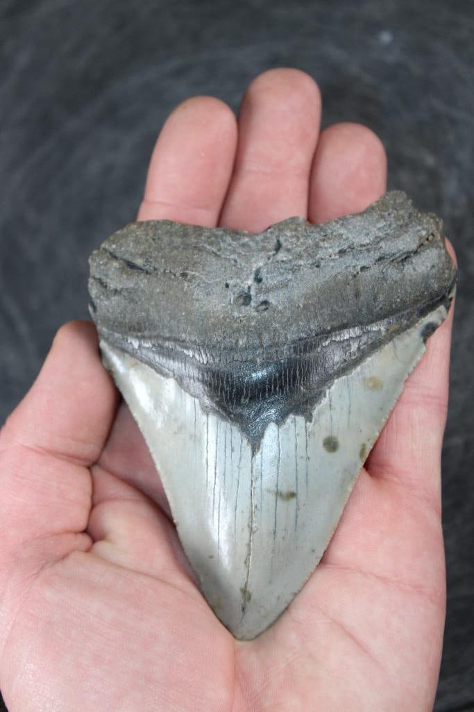 XL MEGALODON SHARK Tooth Fossil: XL MEGALODON SHARK Tooth Fossil. It measures 4 5/8" from the Top Corner to the Tip and the Total Weight is 6 oz. MEGALODON SHARK TEETH 
