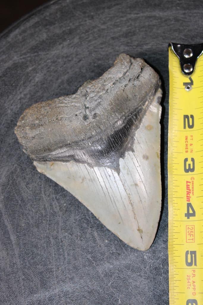 XL MEGALODON SHARK Tooth Fossil - 2